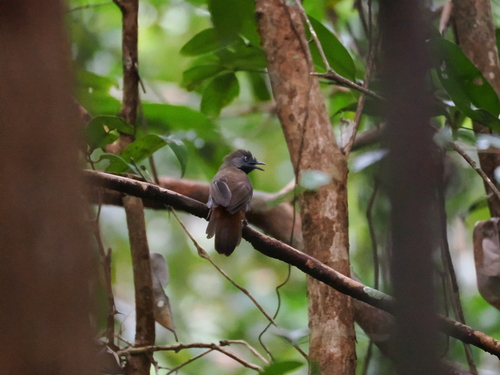 Chestnut-rumped Babbler (Stachyris maculata), photo 10