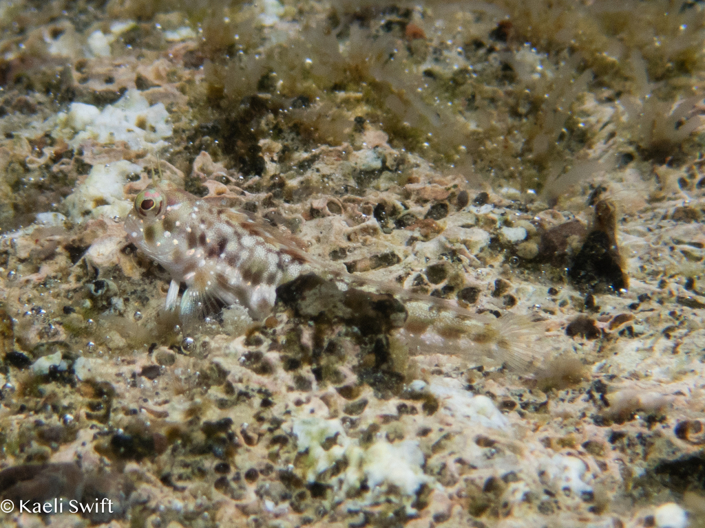 Snow blenny (Rhabdoblennius snowi) — Blenniidae