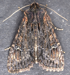 Apamea plutonia