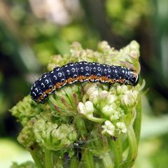 Depressaria daucella