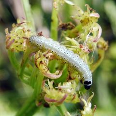 Depressaria daucella