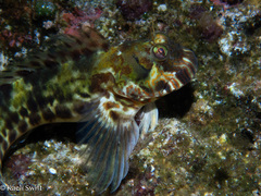 Tattoo-Chin Rockskipper photo 4