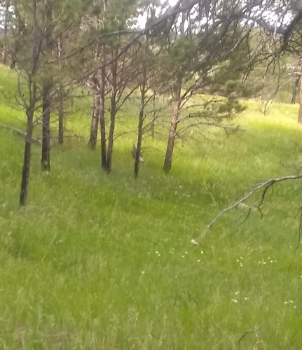 Wild Turkey photographed in Wyoming