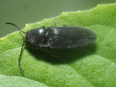 Hemicrepidius