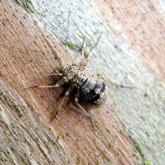 Mesopsocus