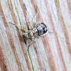 Mesopsocus