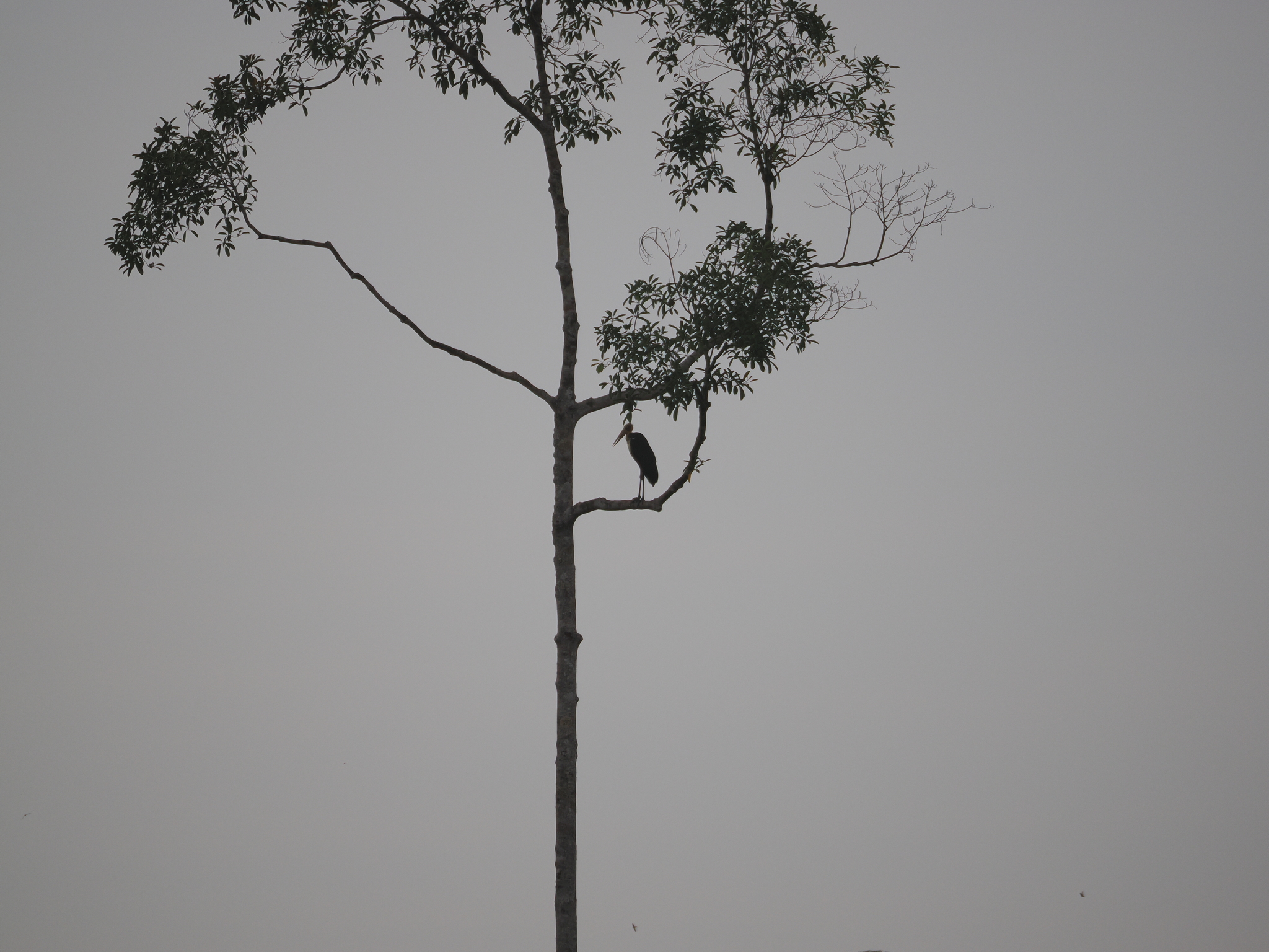Lesser Adjutant