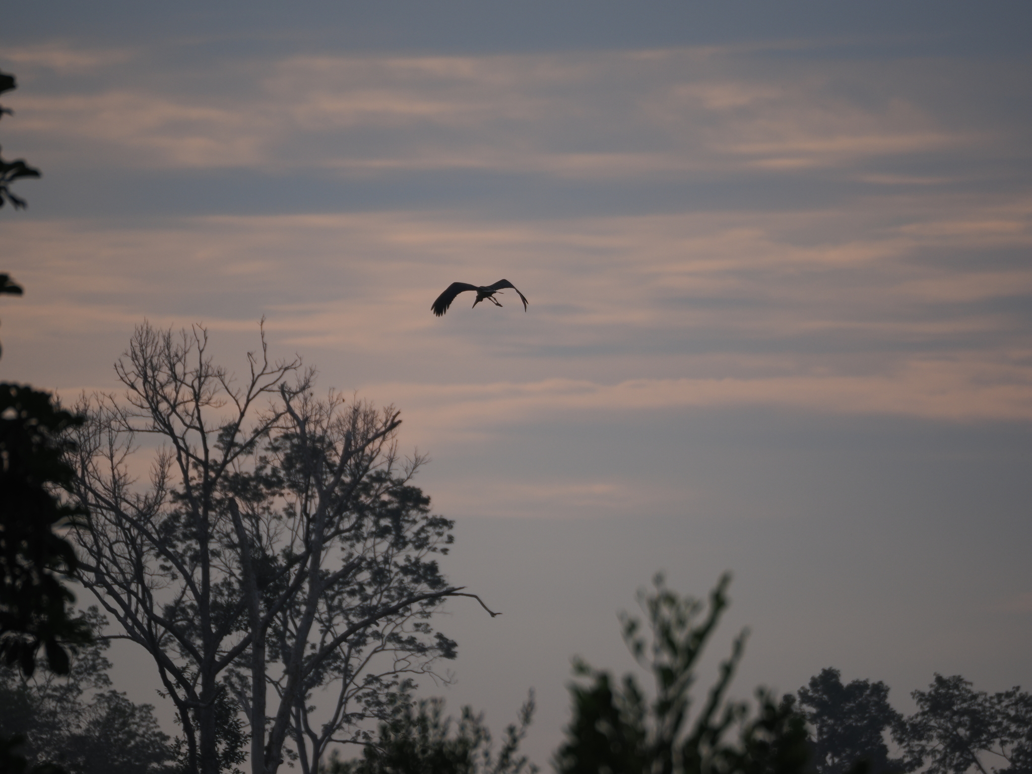 Lesser Adjutant
