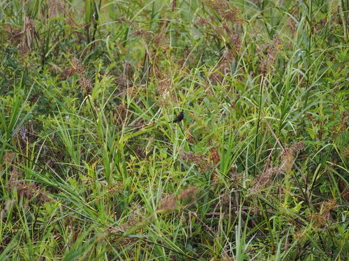 Dusky Munia (Lonchura fuscans), photo 10