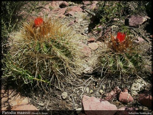 Parodia maassii