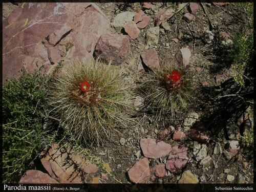 Parodia maassii