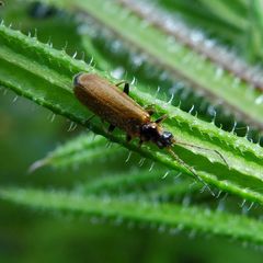 Rhagonycha nigriventris