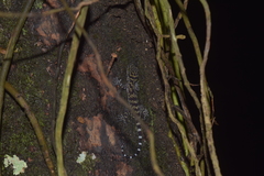 Cyrtodactylus consobrinus