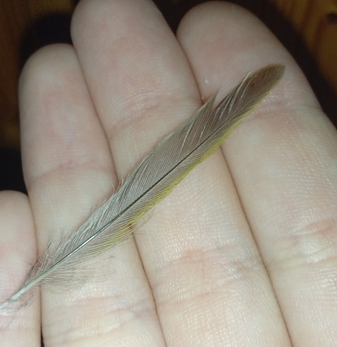 kolibiarik sykavý (Phylloscopus sibilatrix)