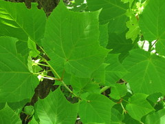 Acer tegmentosum