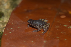 Chaperina fusca