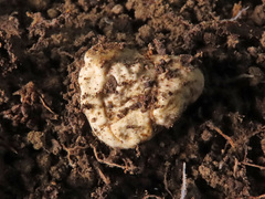 Hymenogaster arenarius