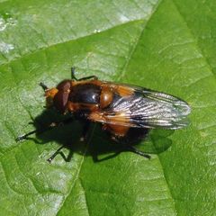 Volucella inflata