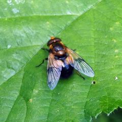 Volucella inflata