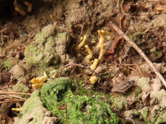 Craterellus luteus