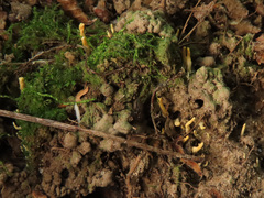 Craterellus luteus