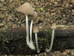 Mycena niveipes