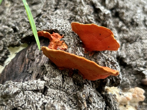 Trametes coccinea