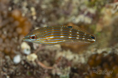 Tail-Spot Wrasse photo 2