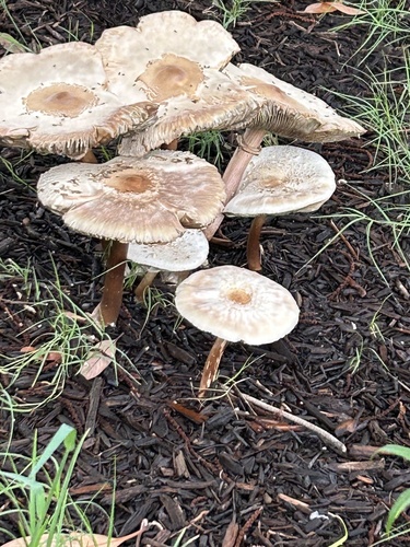 Chlorophyllum molybdites