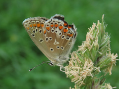 Aricia artaxerxes