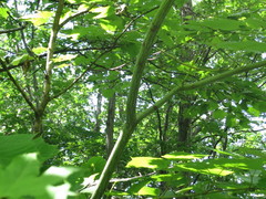 Acer tegmentosum