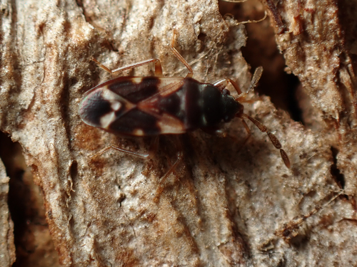 Malipatilius observed 2024-09-03