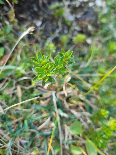Image of Rhodothamnus chamaecistus by no rights reserved