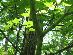 Acer tegmentosum