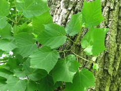 Acer tegmentosum