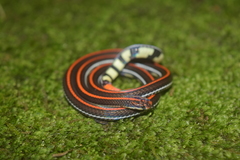 Calliophis intestinalis
