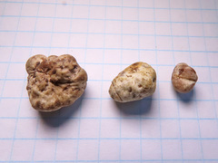 Hymenogaster arenarius