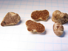 Hymenogaster arenarius