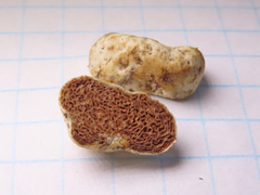 Hymenogaster arenarius