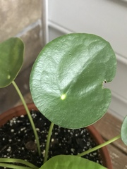 Pilea peperomioides