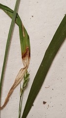 Carex blanda