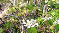 Viburnum furcatum