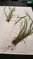 Carex blanda