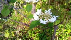 Viburnum furcatum
