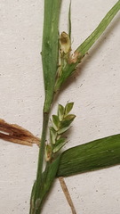 Carex blanda