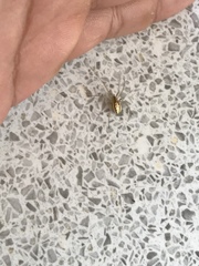 Enoplognatha ovata