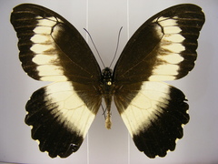 Papilio mechowianus
