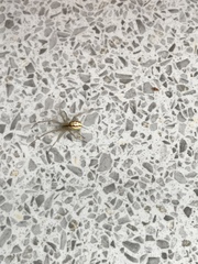 Enoplognatha ovata