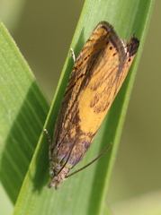 Dichrorampha