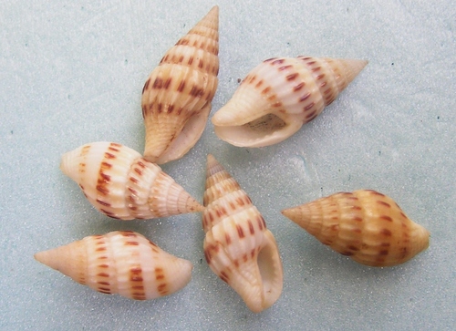 Anachis veleda